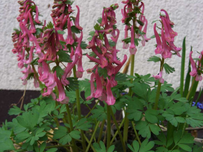 Corydalis_solida_Dieter_Schacht_06.jpg