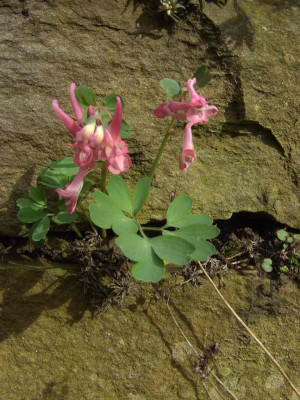 Corydalis_solida_roter_Samling_in_Mauer_06.jpg