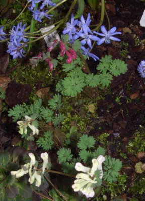Corydalis_solida_ssp._incisa_und_x_Chionoscilla_alleni.jpg