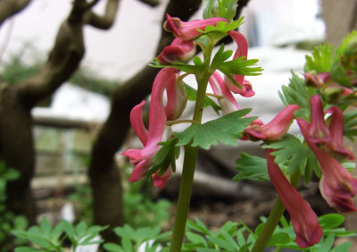 Corydalis_solida_Beth_Evans.jpg