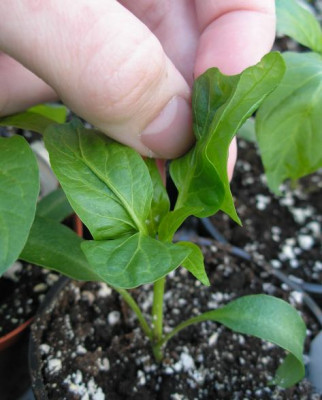 chilimutant06_p4023785.jpg