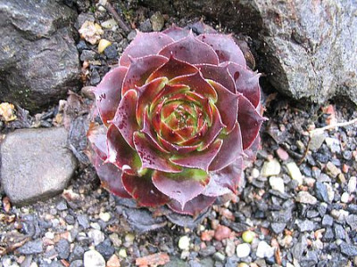 Sempervivum_2_fars.jpg
