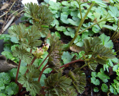 Dicentra_cucullaria_06.jpg