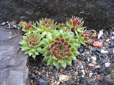 Sempervivum_fars.jpg