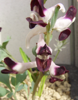 Corydalis_popovii_von_vorn.jpg