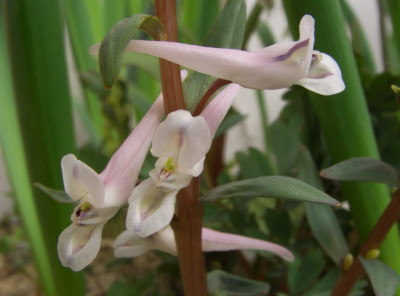 Corydalis_rutifolia_wahrscheinlich.jpg