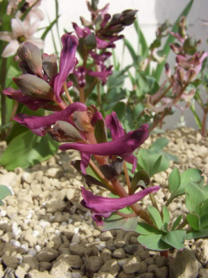 Corydalis_ledebouriana.jpg