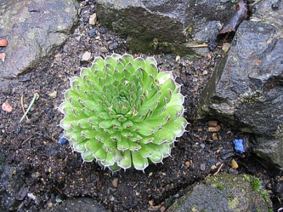 Orostachys_spinosus_fars.jpg
