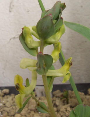 Corydalis_maracandica.jpg