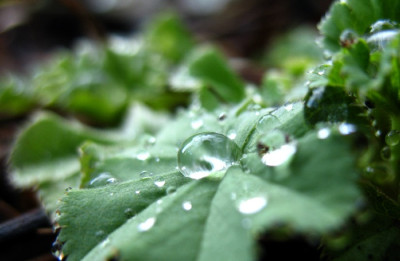 Alchemilla_mollis.jpg