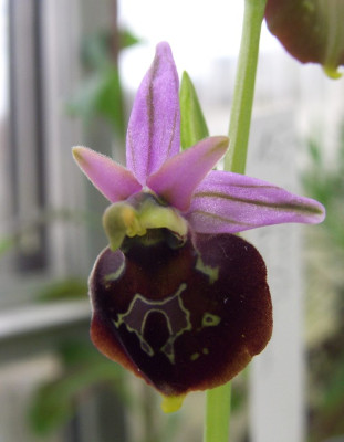 Ophrys_fuciflora_x_ferrum-equinum.jpg