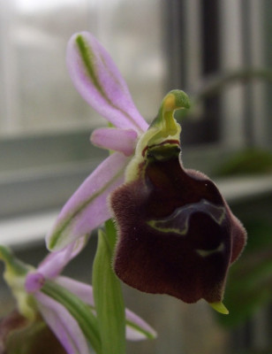 Ophrys_biscutella_von_vorn.jpg