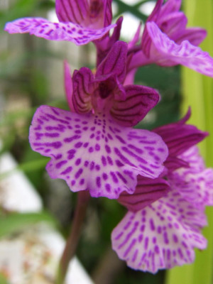 Anacamptis_morio_x_papilionacea.jpg
