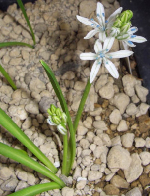 Scilla_puschkinioides.jpg