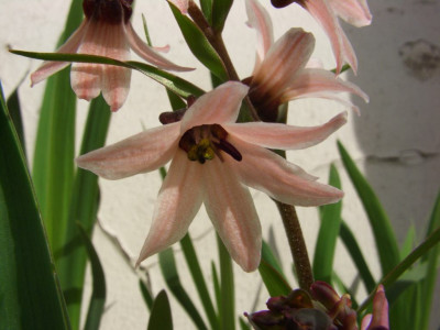 Fritillaria_stenanthera_Blute.jpg