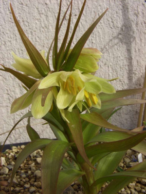 Fritillaria_raddeana.jpg