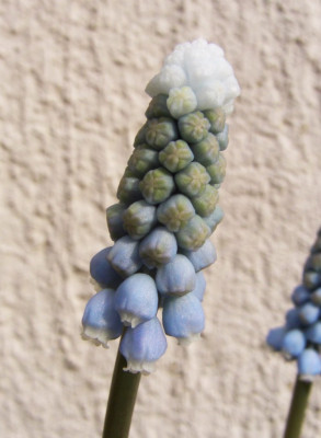 Muscari_spec._nova_hellblau.jpg