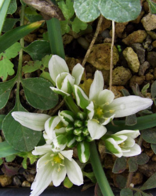 Ornithogalum_fimbriatum_Freiland.jpg