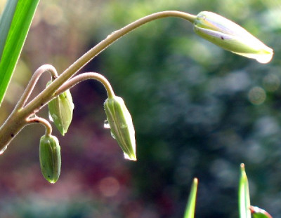 TulipaBotZU.jpg