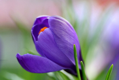 Crocus-Marz-06-08.jpg