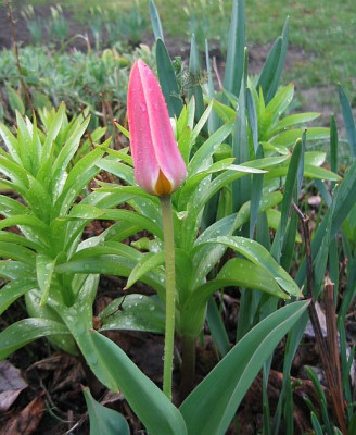 Tulipa20060402.jpg