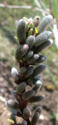 Drachenweide_Sekka_K_24152.jpg