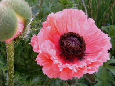 Mohn_petticoat.jpg