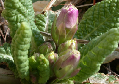 Rosen-Primel_T_24171.jpg