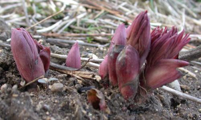 Pfingstrose_Mollis_R_24236.jpg