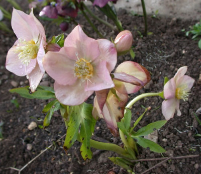 Lenzrose_rosa_K_24266.jpg