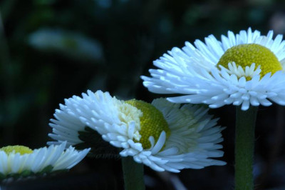 Bellis_2_01-04-2006.jpg