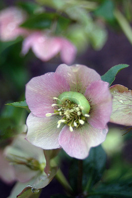 raupe2488.jpg
