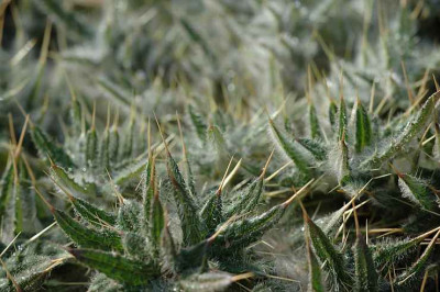Distel_3_02-04-2006.jpg