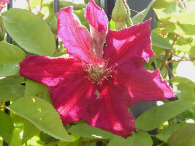 Clematis_3.jpg