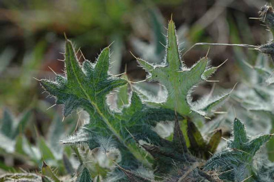 Distel_2_02-04-2006.jpg