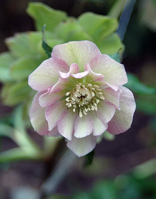 rosa2522.jpg
