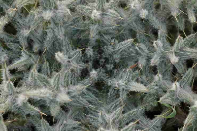 Distel_1_02-04-2006.jpg