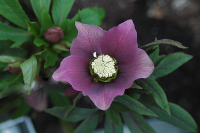 lila2543.jpg