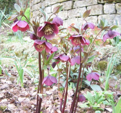 Helleborus20060402.jpg