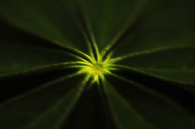 Lupine_ASA_1_02-04-2006.jpg