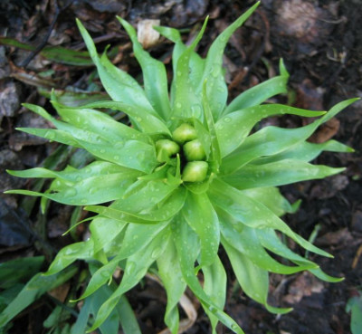 Fritillaria_Imperalist_20060402.jpg