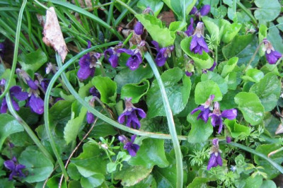 Viola_odorus_20060402.jpg