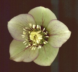 Helleborus_orientalis_geadert_mit_rotem_Ring.jpg