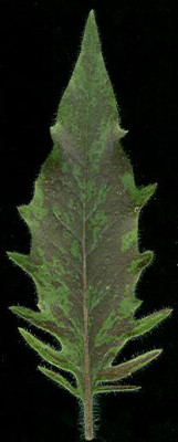 hawkweed.jpg