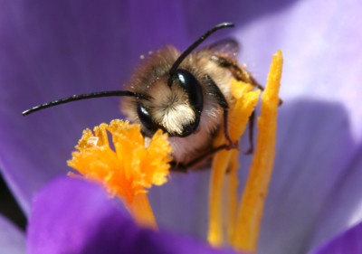 Feldhummel-3.jpg