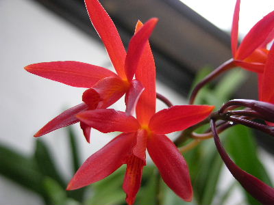 Cattleya.JPG