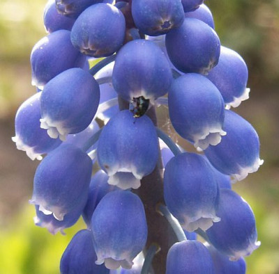 Muscari-mit-Besuch-04-06.jpg