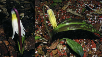 Erythronium_06.jpg