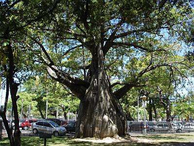 Adansonia_digitata.jpg