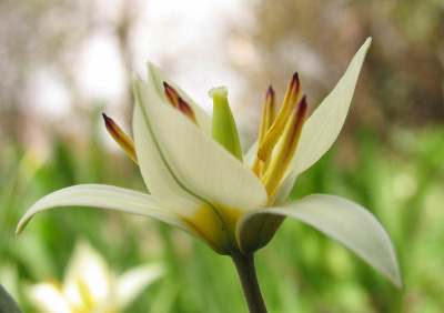 Tulipa_3f.jpg